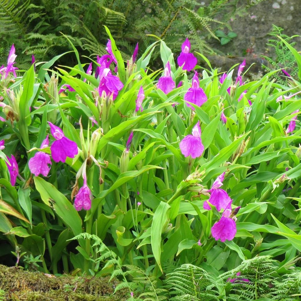 Roscoea purpurea