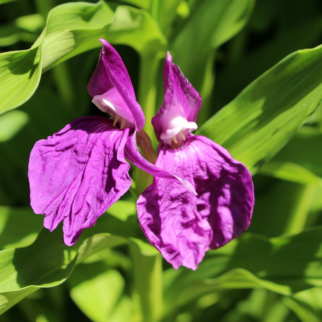 Roscoea purpurea - Gemberorchidee