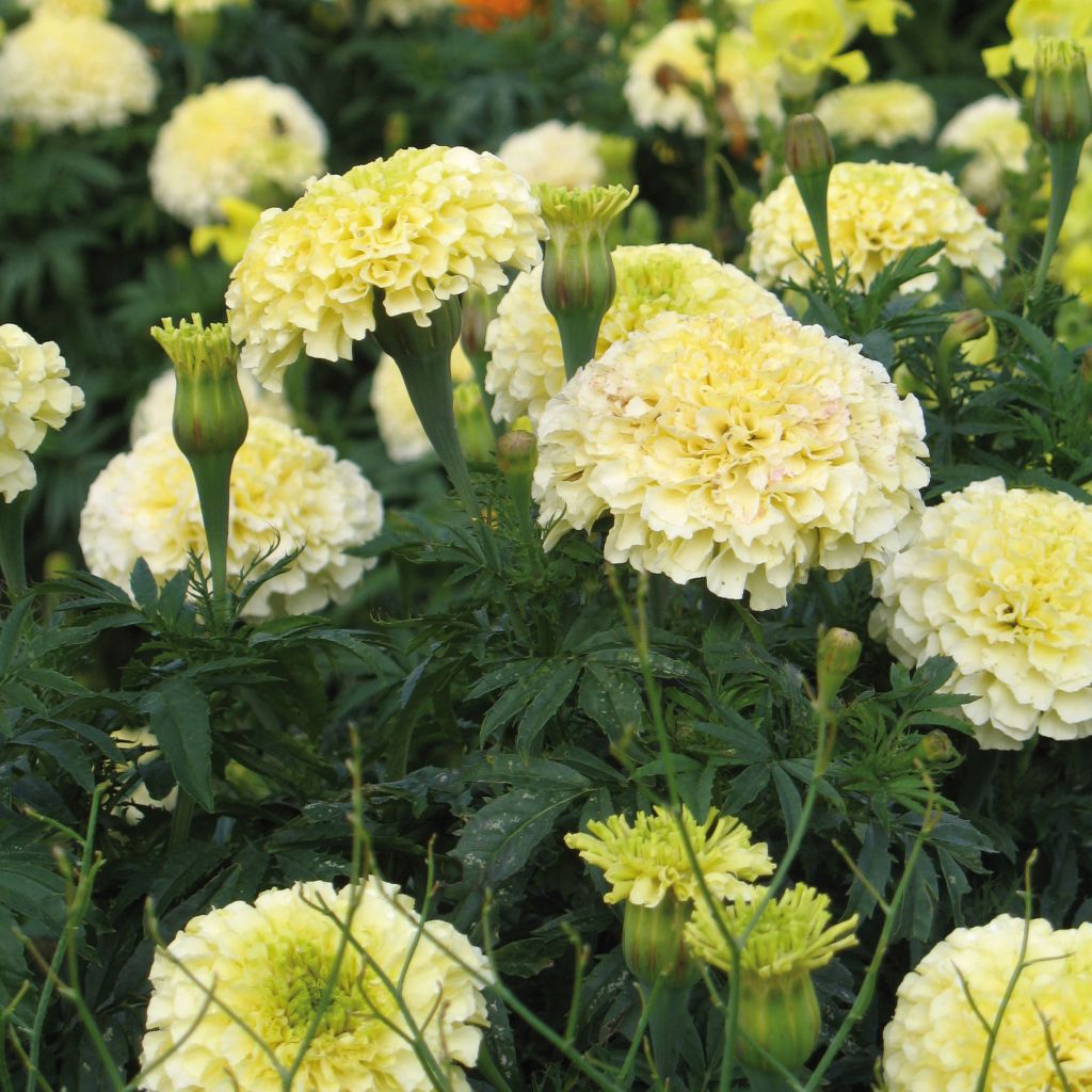 Afrikaantje F1 Vanilla (zaad) - Tagetes