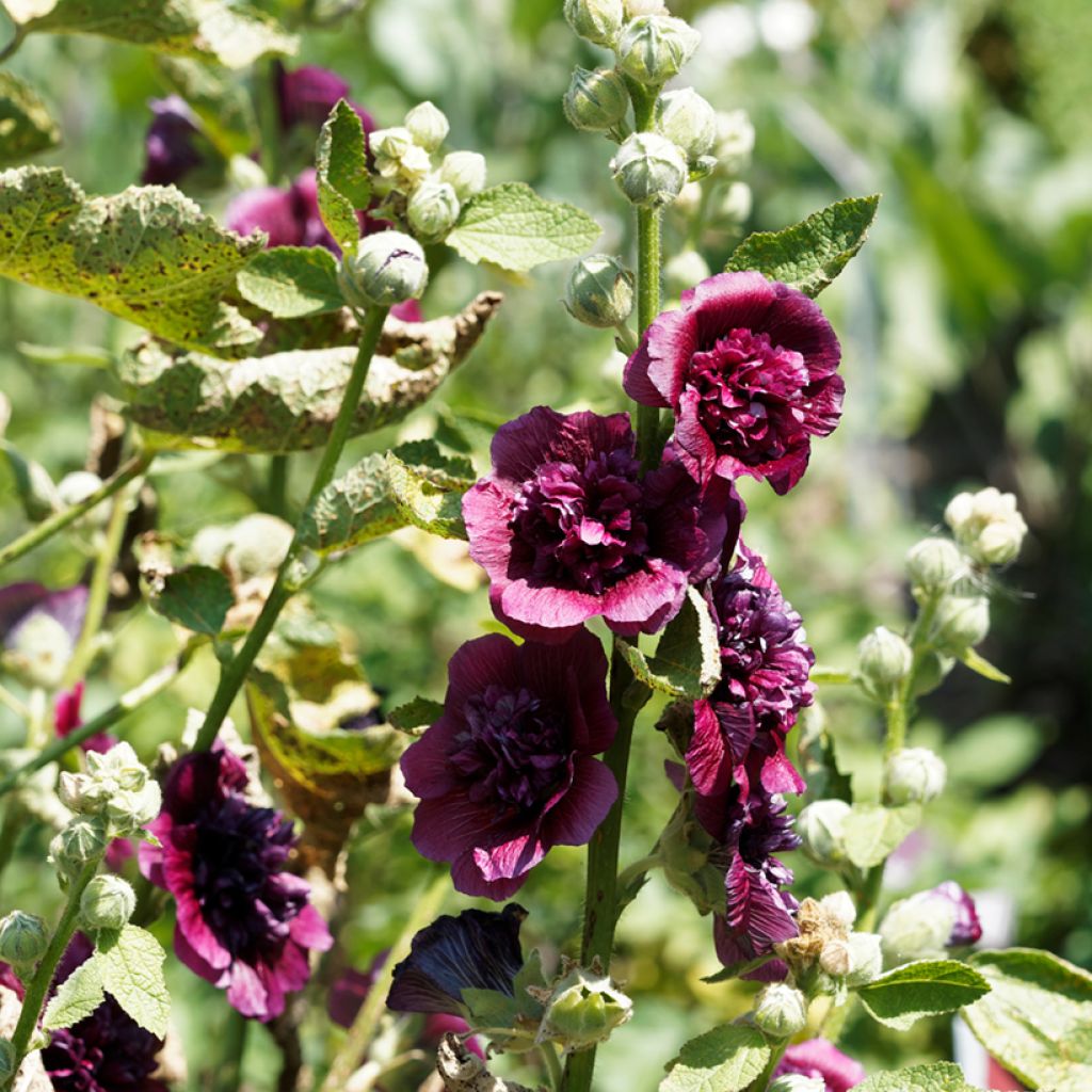 Alcea rosea Chaters Double Violet - Stokroos