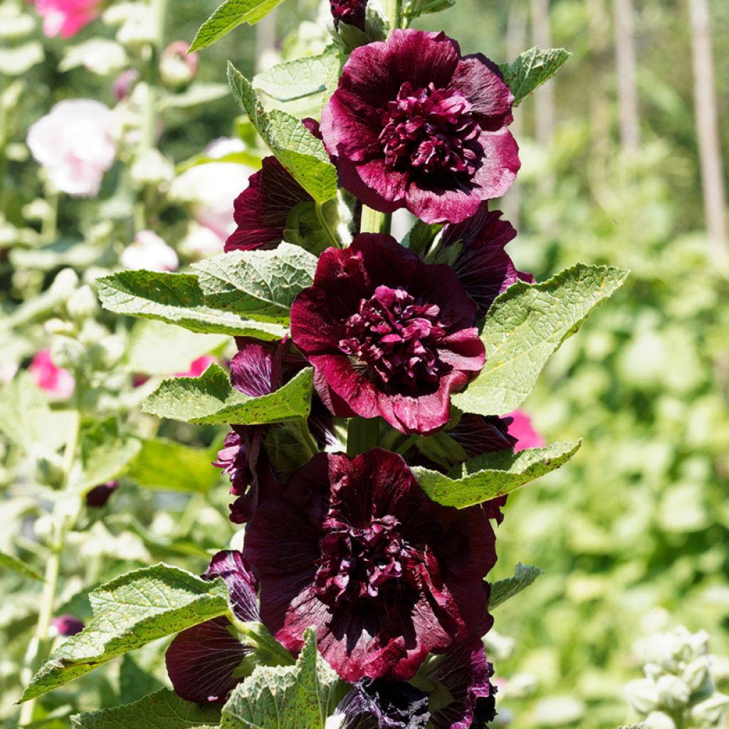 Alcea rosea Chaters Double Violet - Stokroos