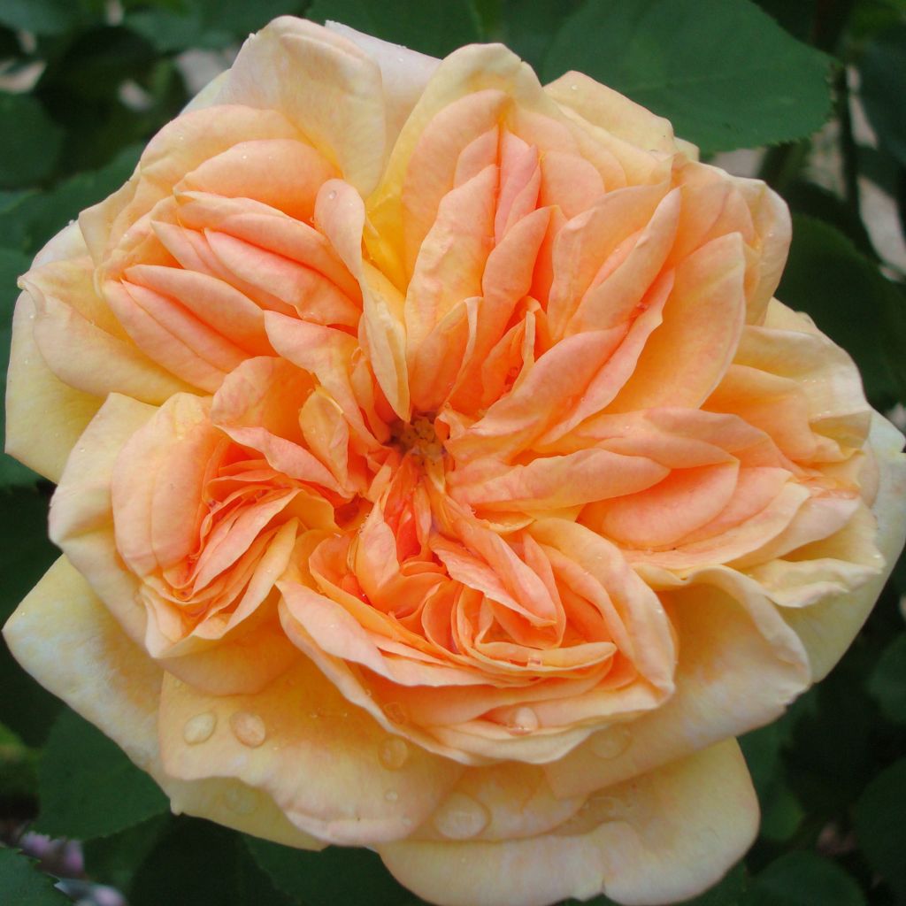 Rosa Alchymist - Grootbloemige klimroos