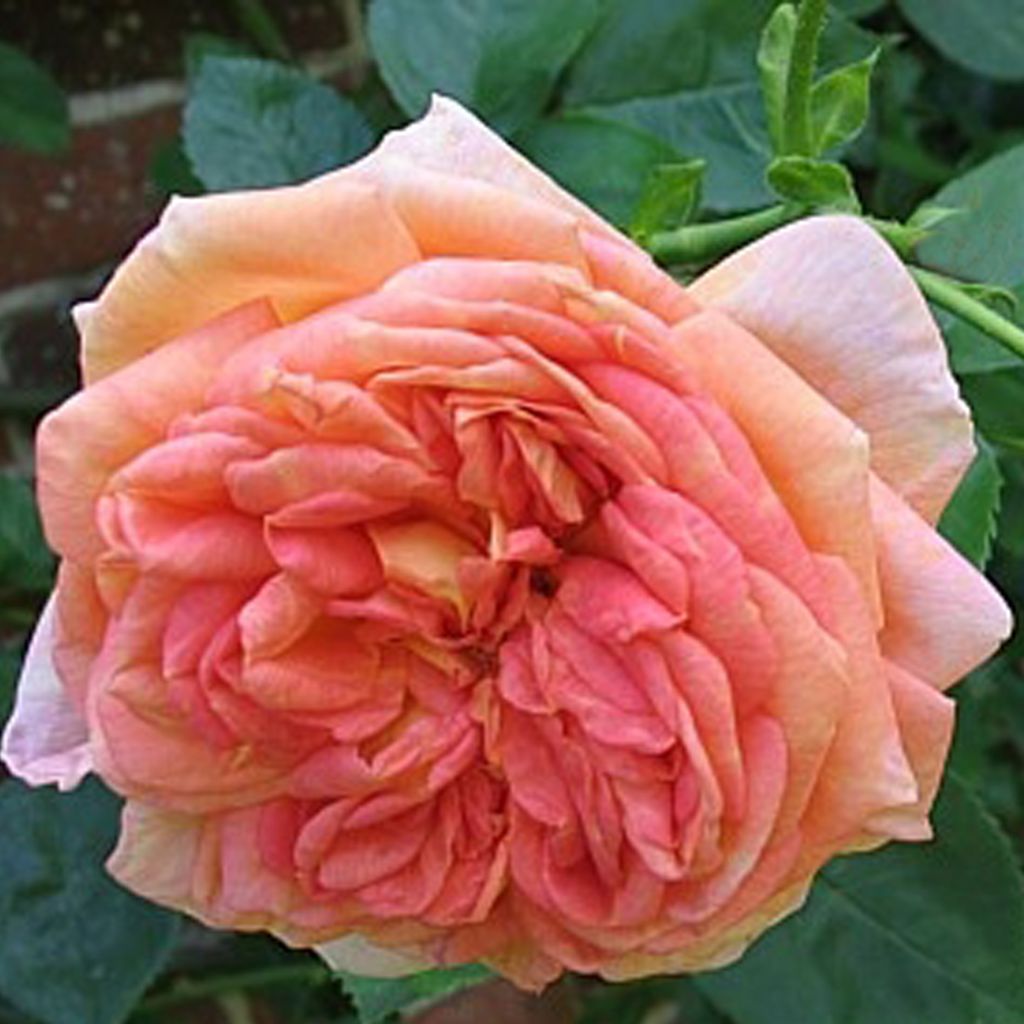 Rosa Alchymist - Grootbloemige klimroos