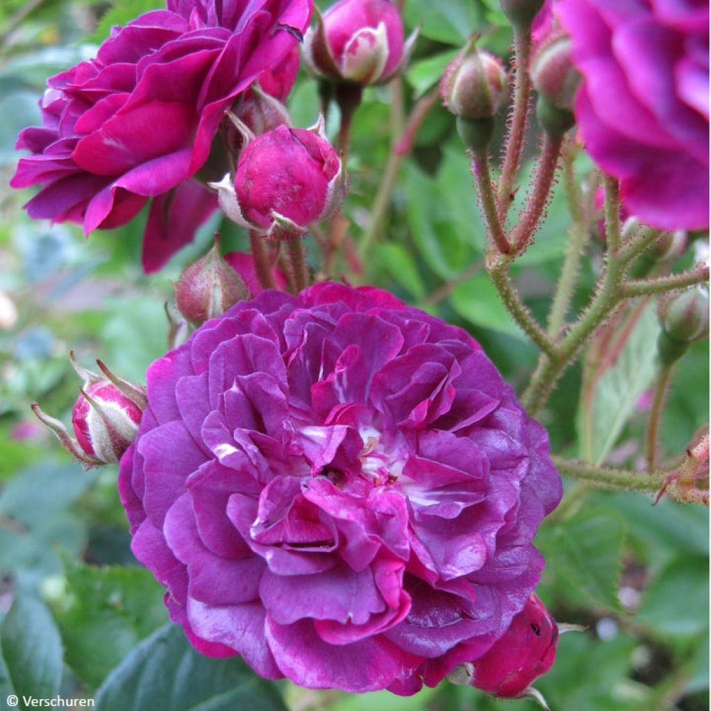 Rosa Bleu Magenta - Historische klimroos