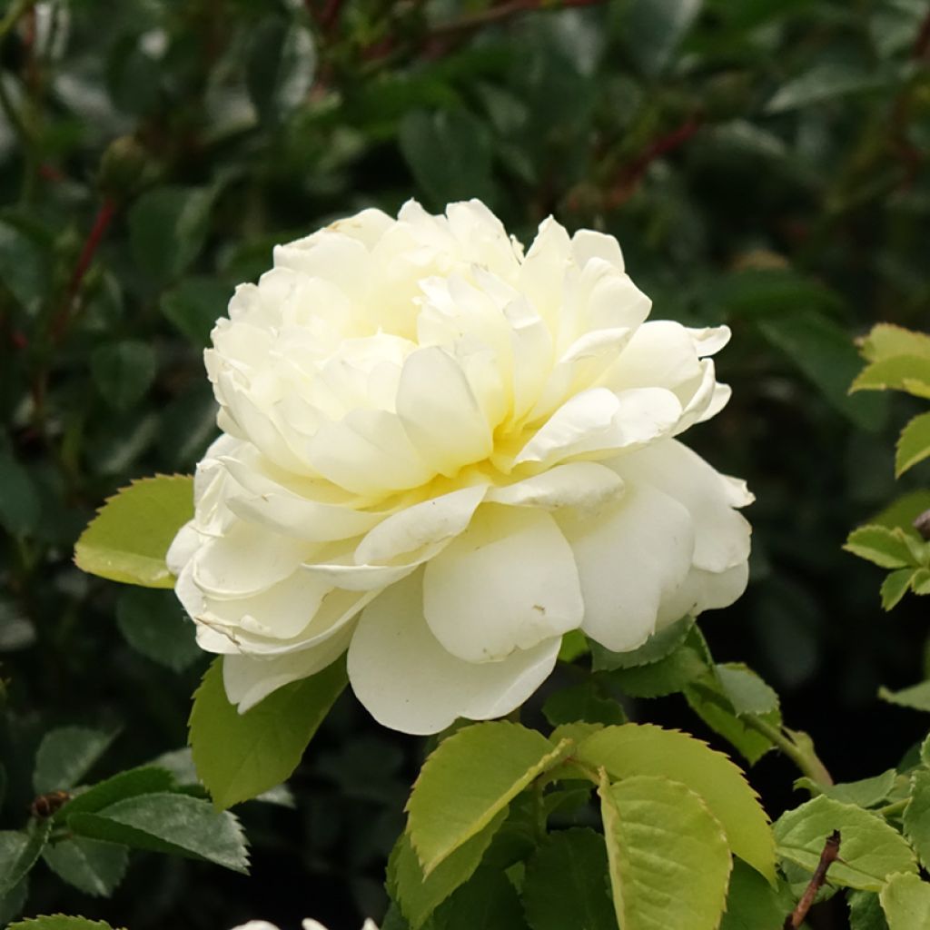 Rosa Imogen - David Austinroos