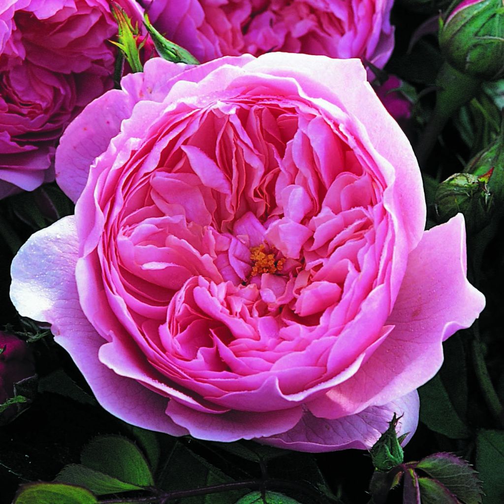 Rosier David Austin The Alnwick Rose en racines nues