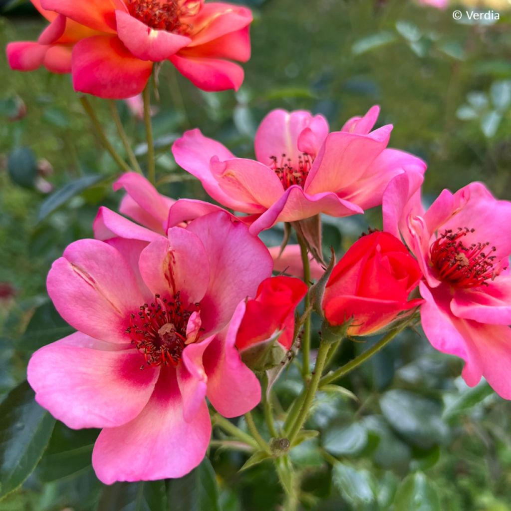 Rosa Baia - Polyantharoos