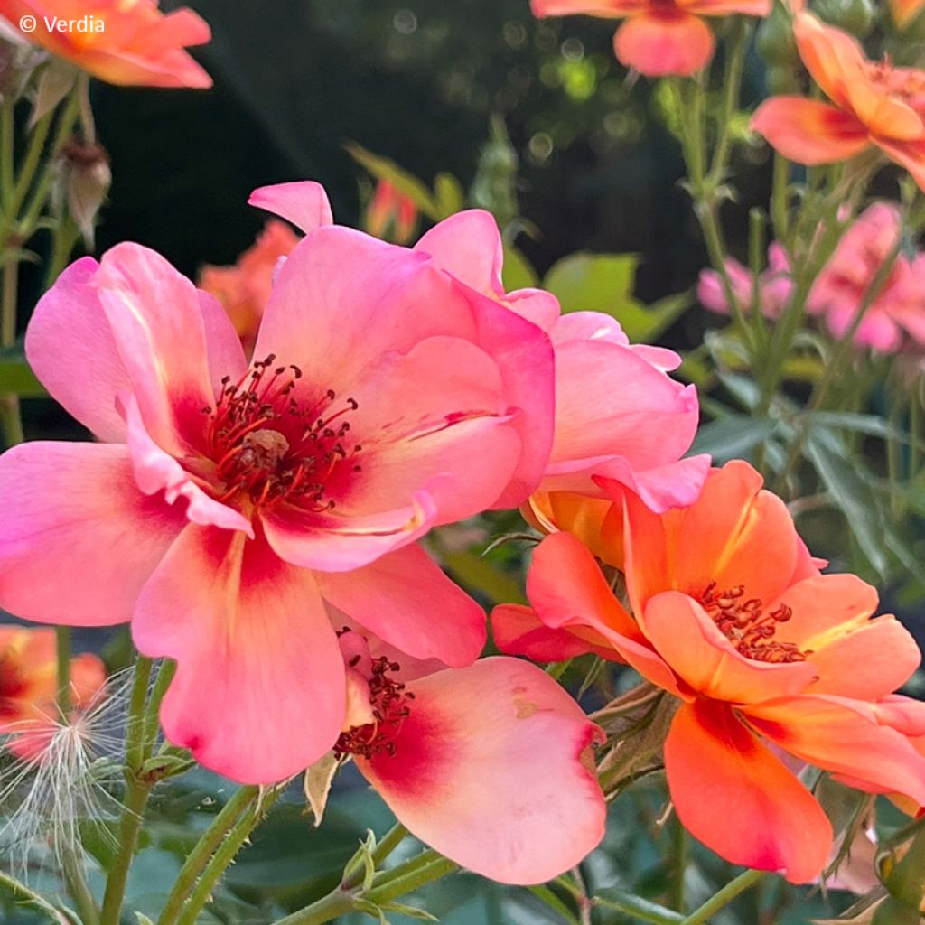 Rosa Baia - Polyantharoos