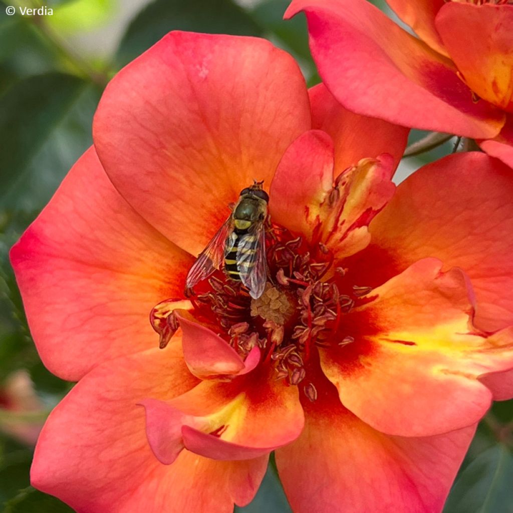 Rosa Baia - Polyantharoos