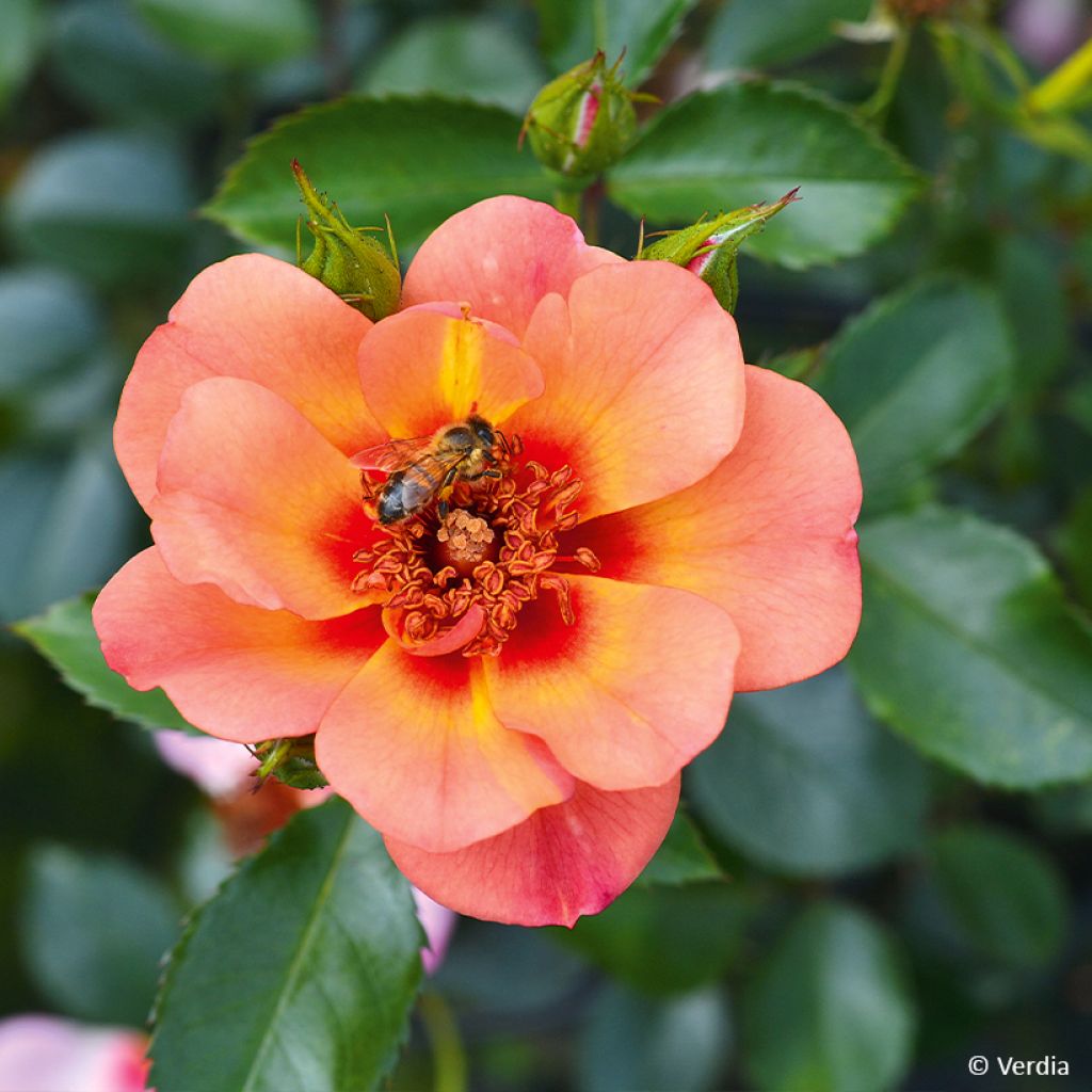 Rosa Baia - Polyantharoos