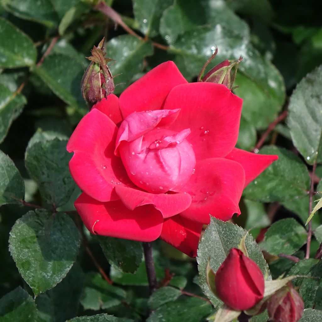 Rosa Double Knock Out - Bodembedekkende roos