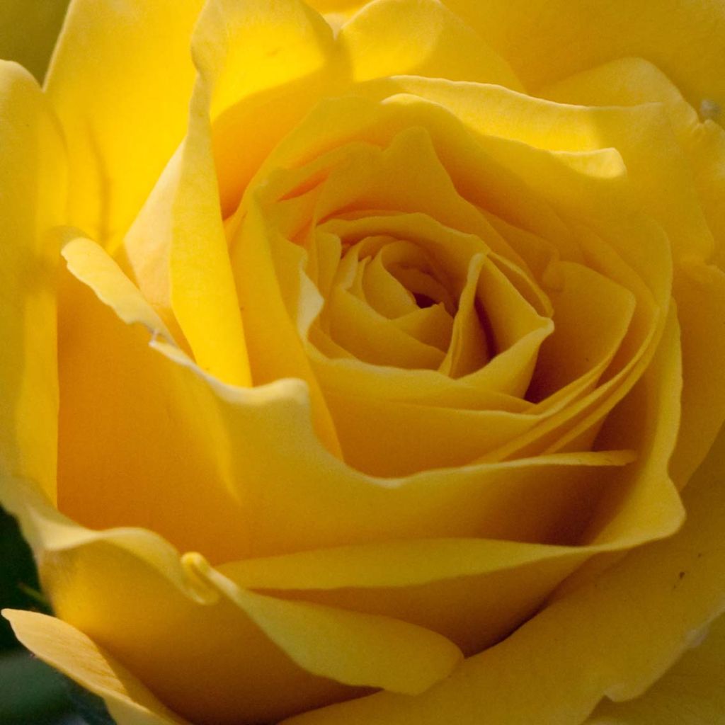 Rosa Friesia - Trosroos