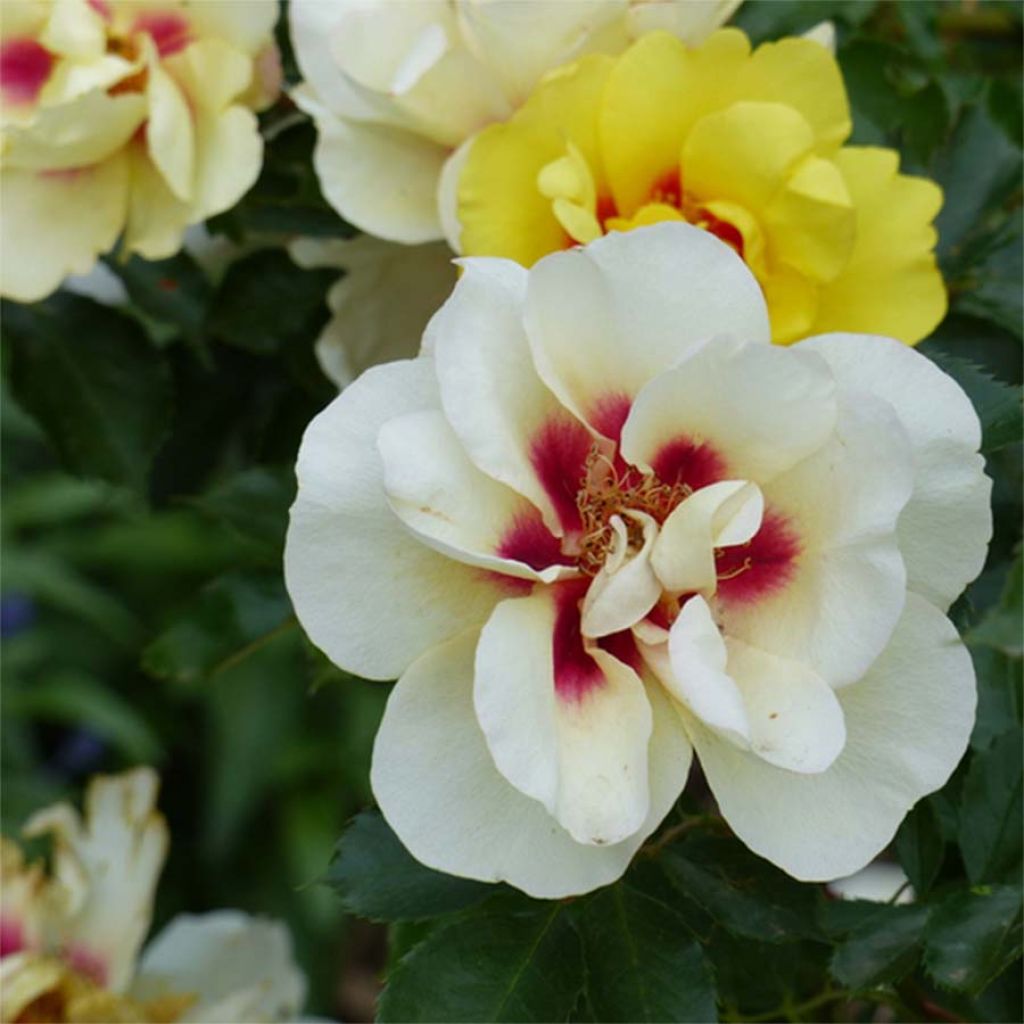 Rosa Eyeconic - Klimroos