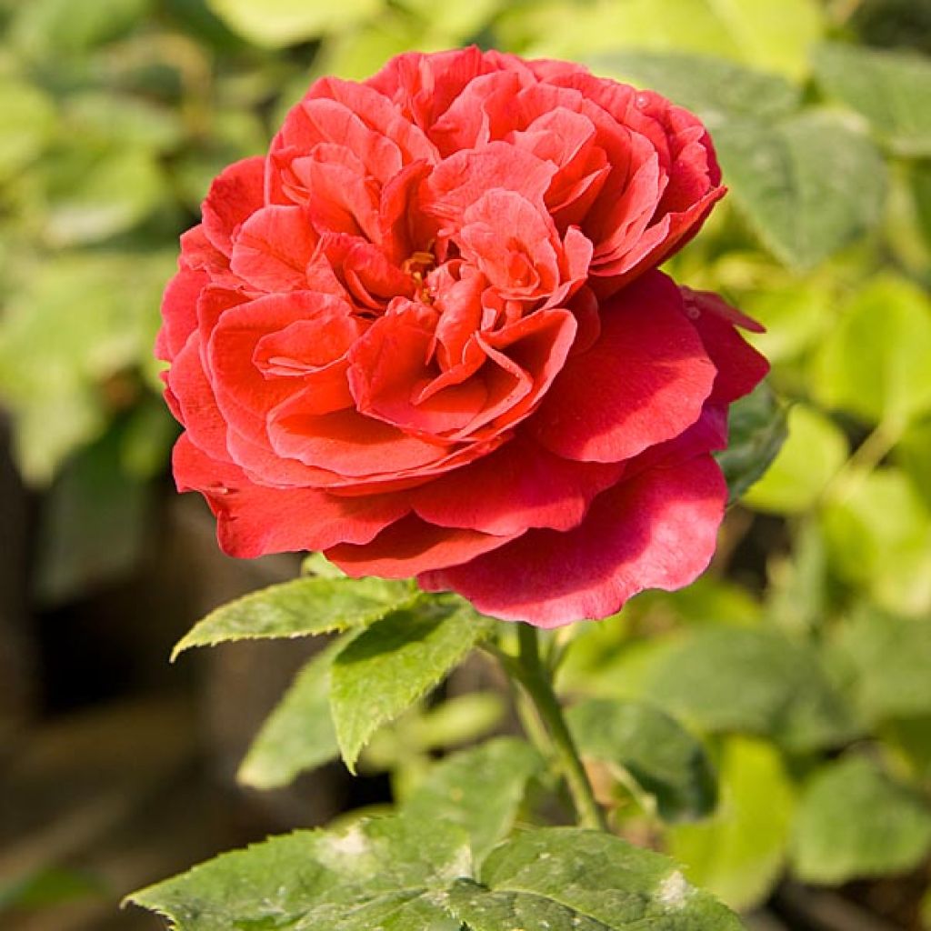 Rosa L.D. Braithwaite - David Austinroos