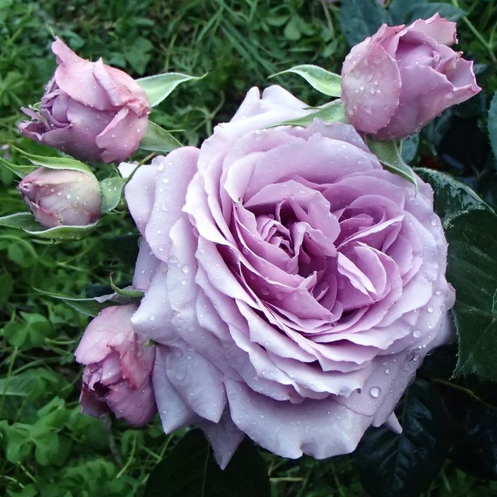 Rosa Love Song - Trosroos