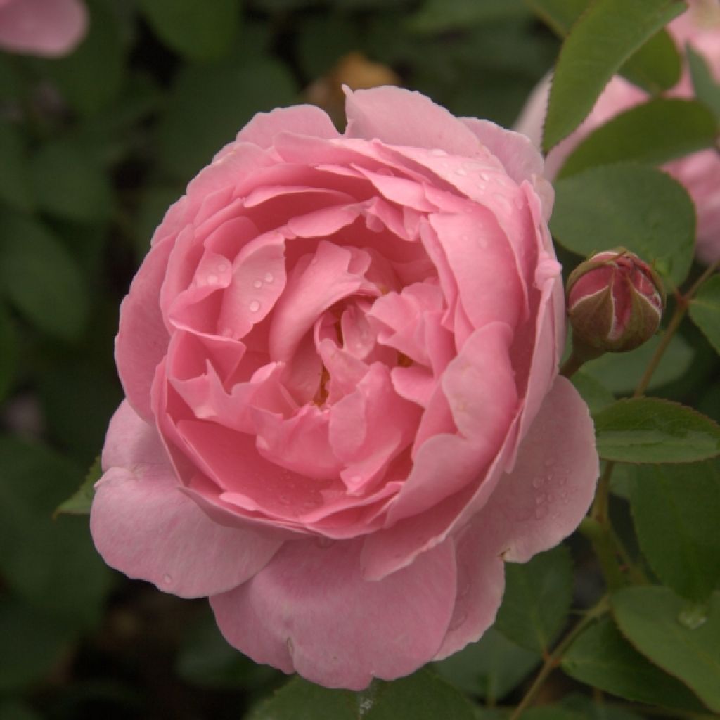 Rosa Mary Rose - David Austinroos