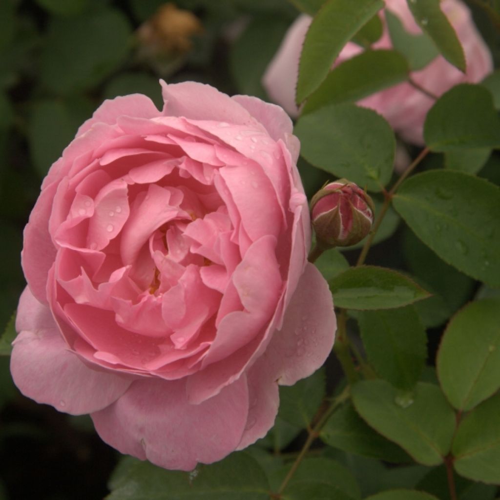 Rosa Mary Rose - David Austinroos