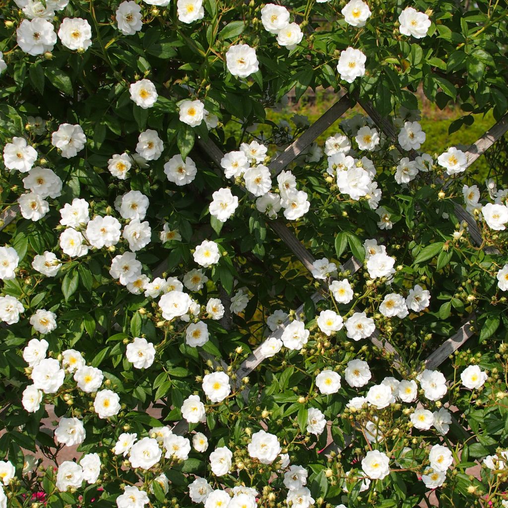 Rosa Rambling Rector - Ramblerroos