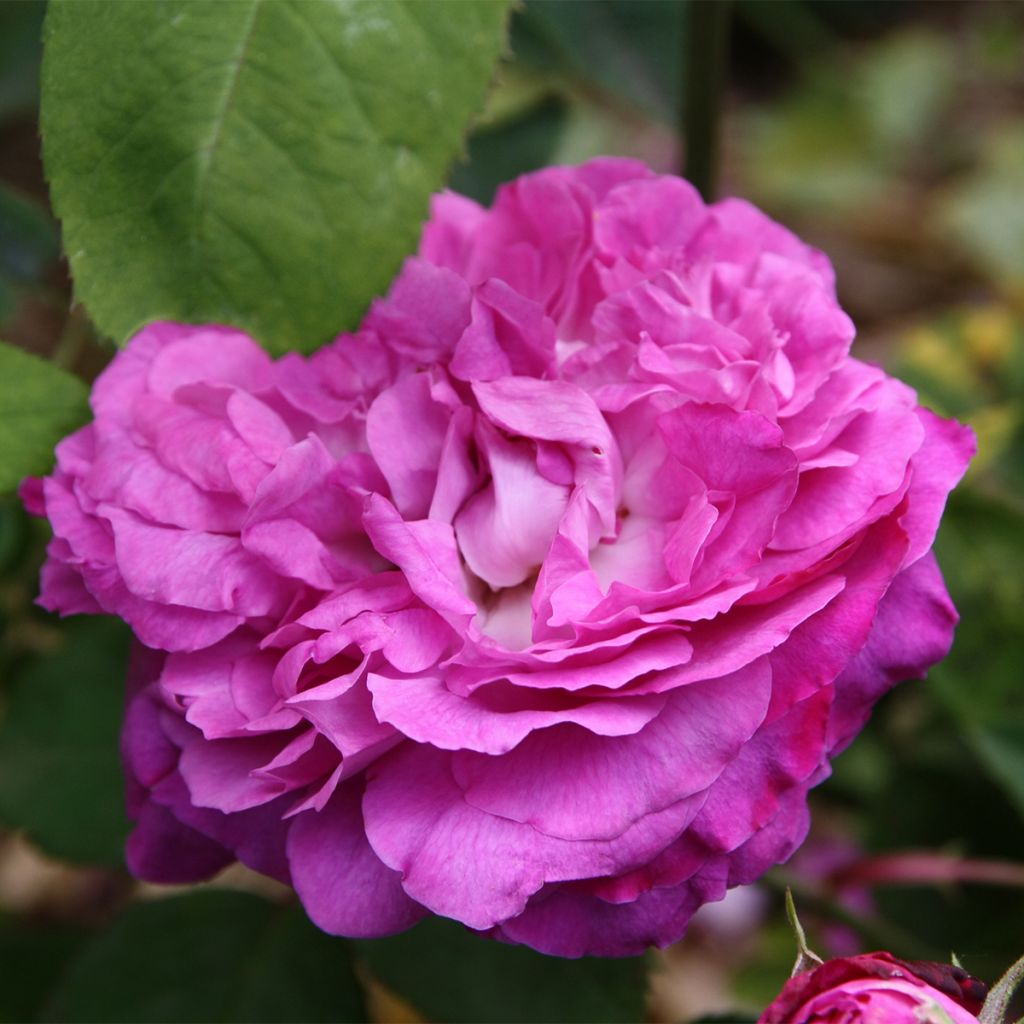 Rosa Reine des Violettes - Historische roos