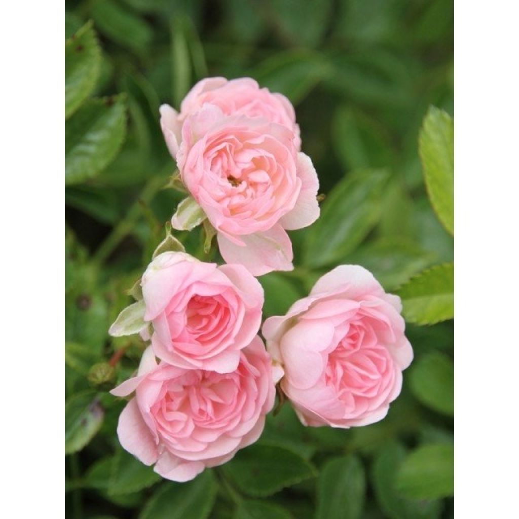 Rosa The Fairy - Stamroos