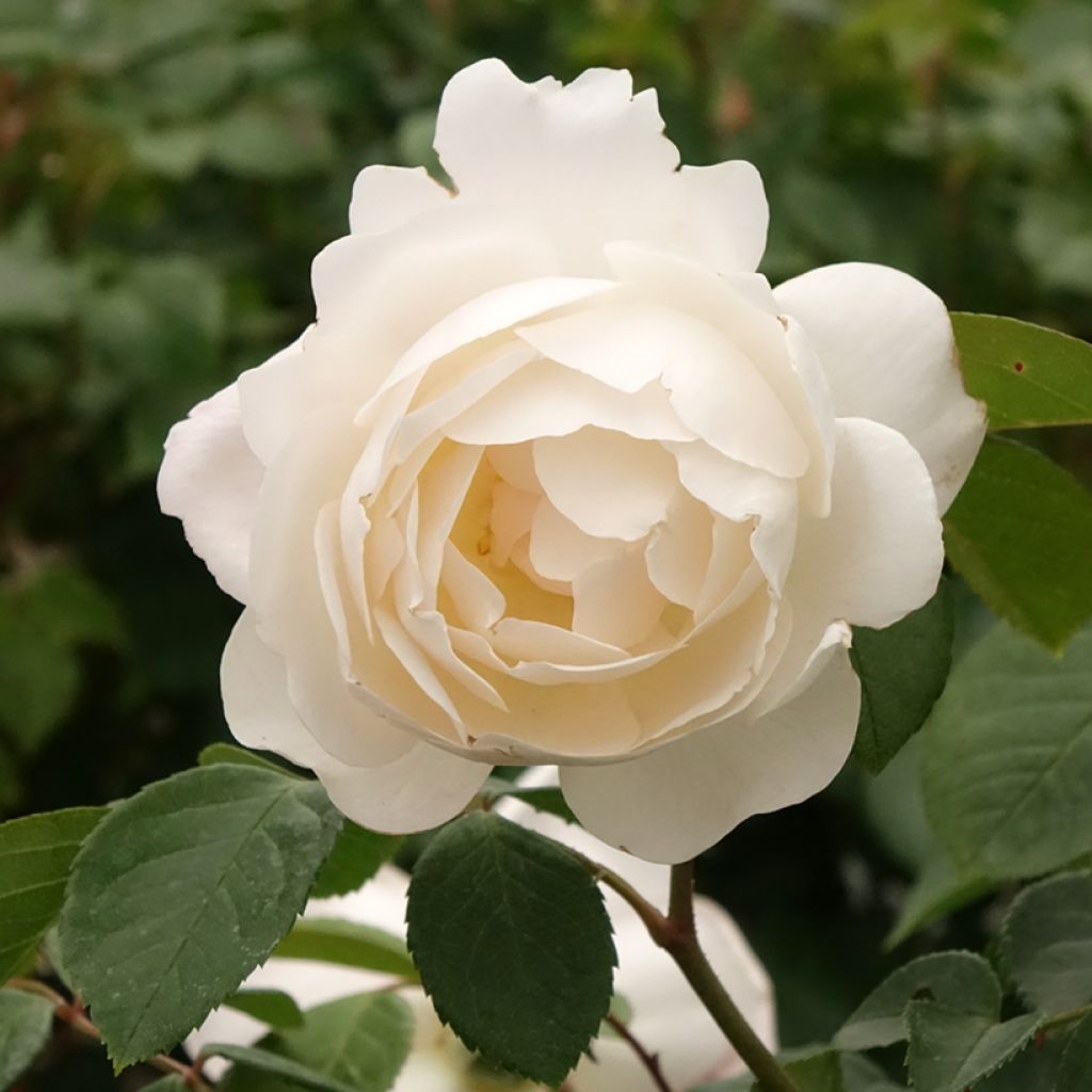 Rosa Desdemona - Stamroos