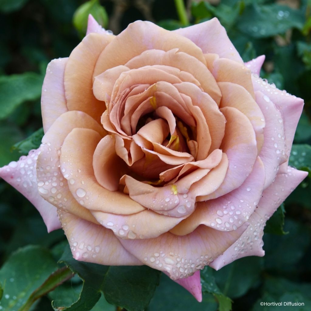 Rosa Koko Loko - Trosroos