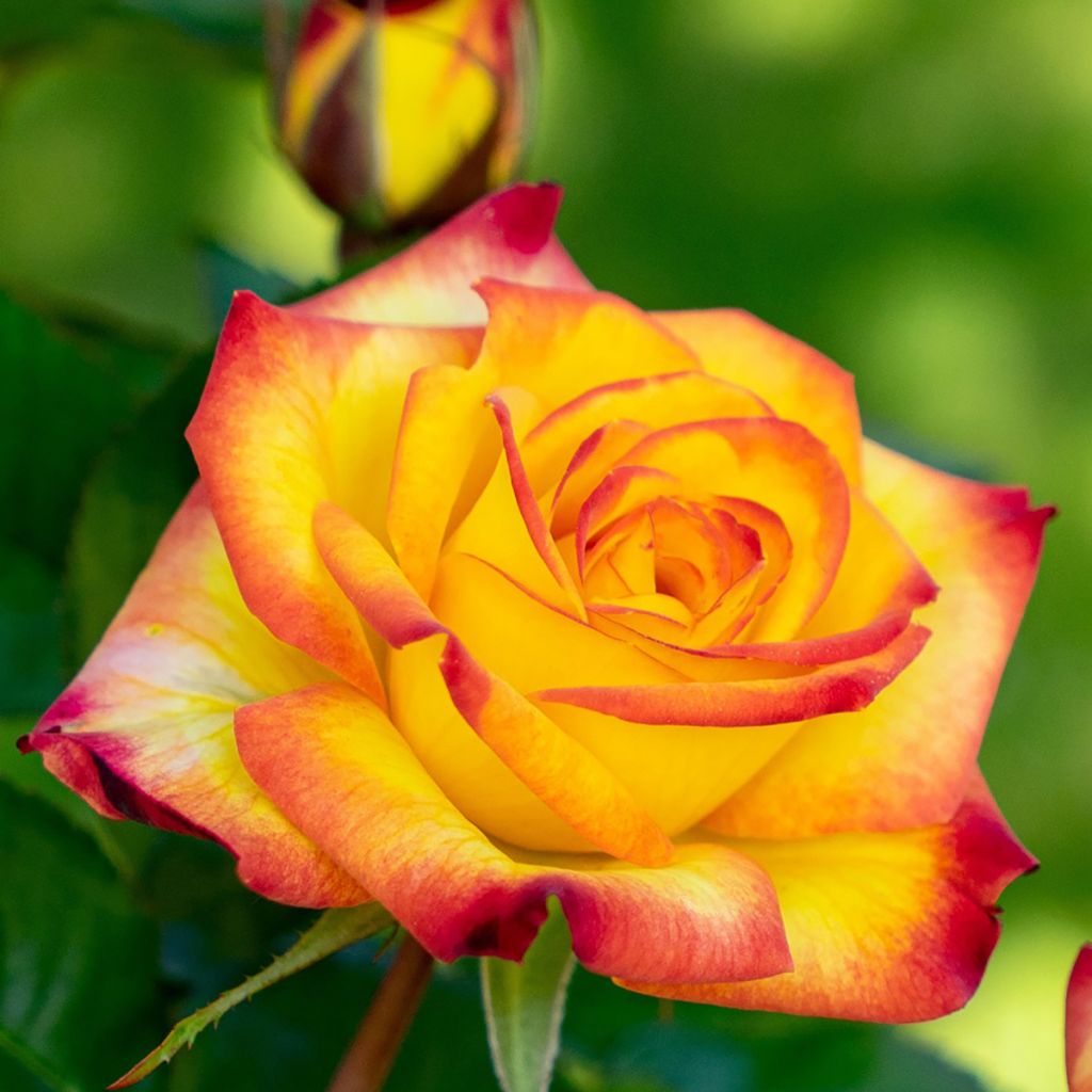 Rosa Planter's Punch - Struikroos