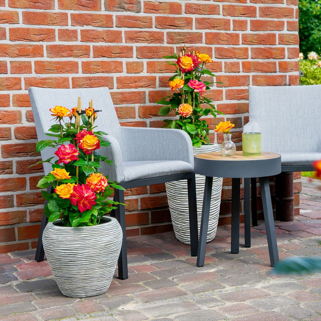 Rosa Planter's Punch - Struikroos