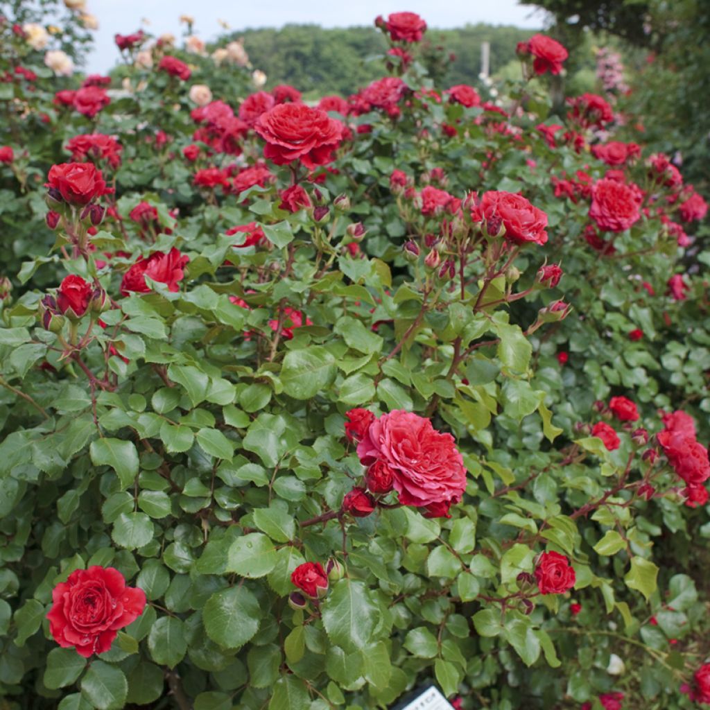Rosa Red Leonardo da Vinci - Trosroos