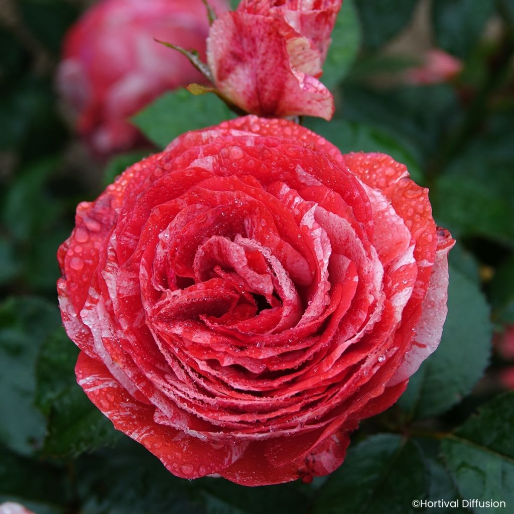 Rosa Scentimental Coral - Bloemrijke roos