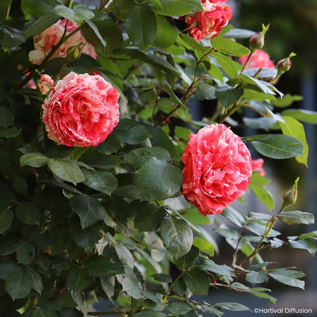 Rosa Scentimental Coral - Bloemrijke roos