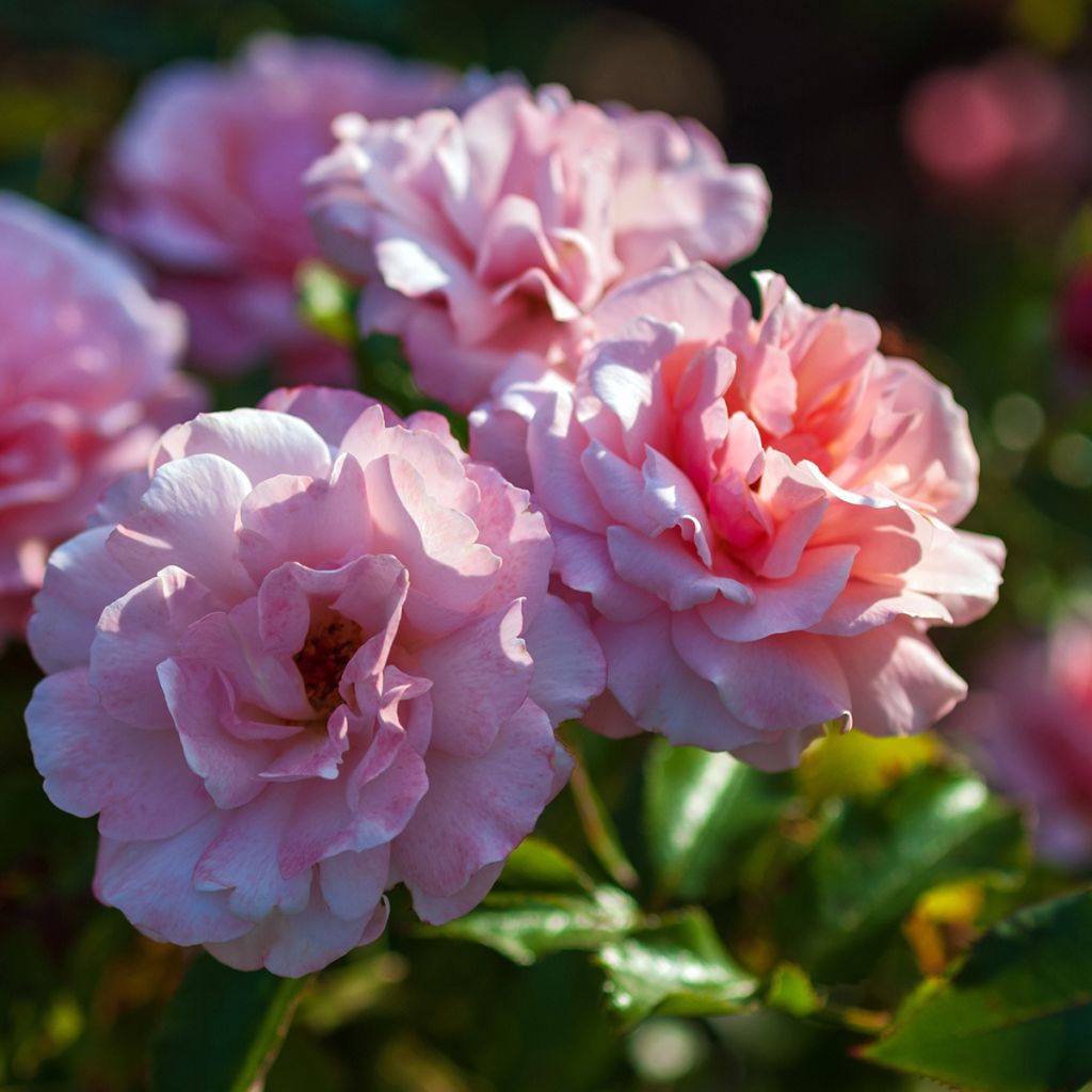 Rosa Botticelli - Trosroos