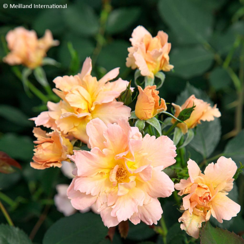 Rosa Flame Origami - Trosroos