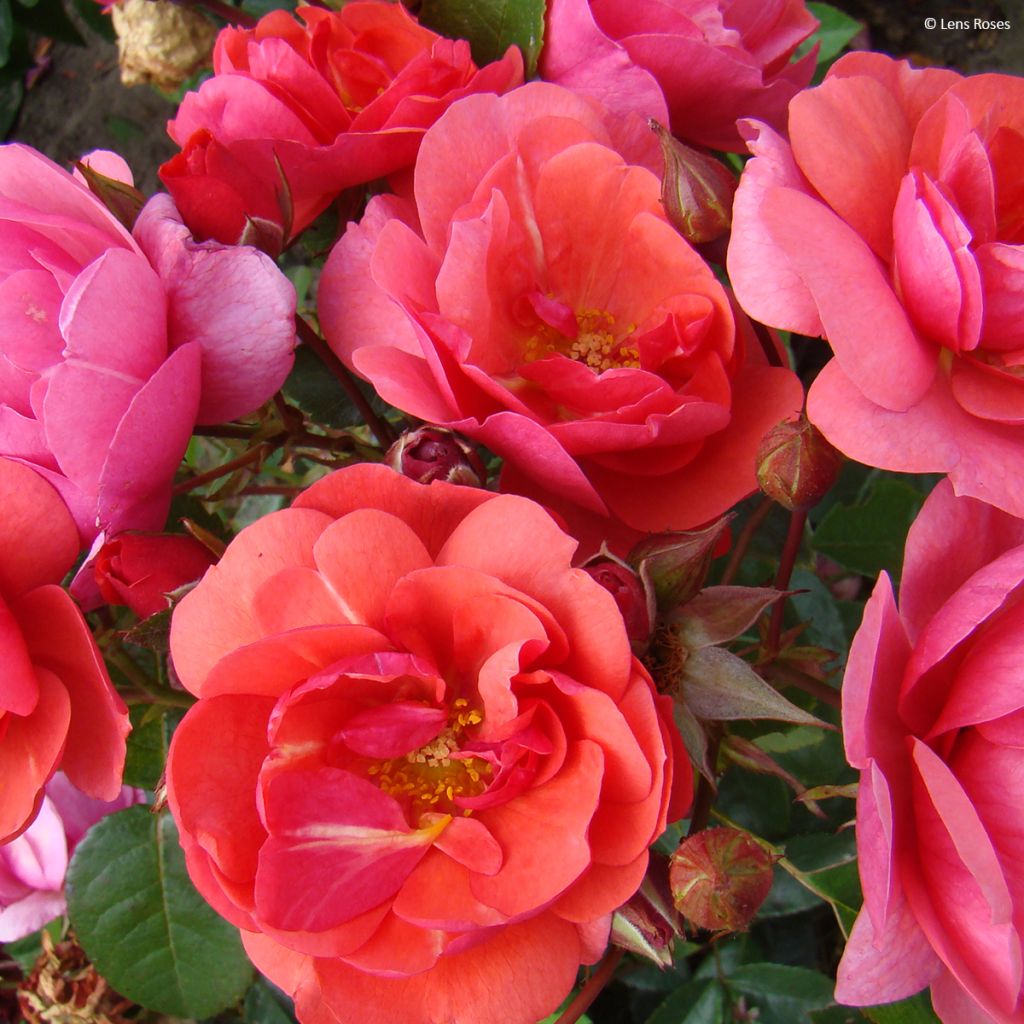 Rosa Folle Framboise - Trosroos