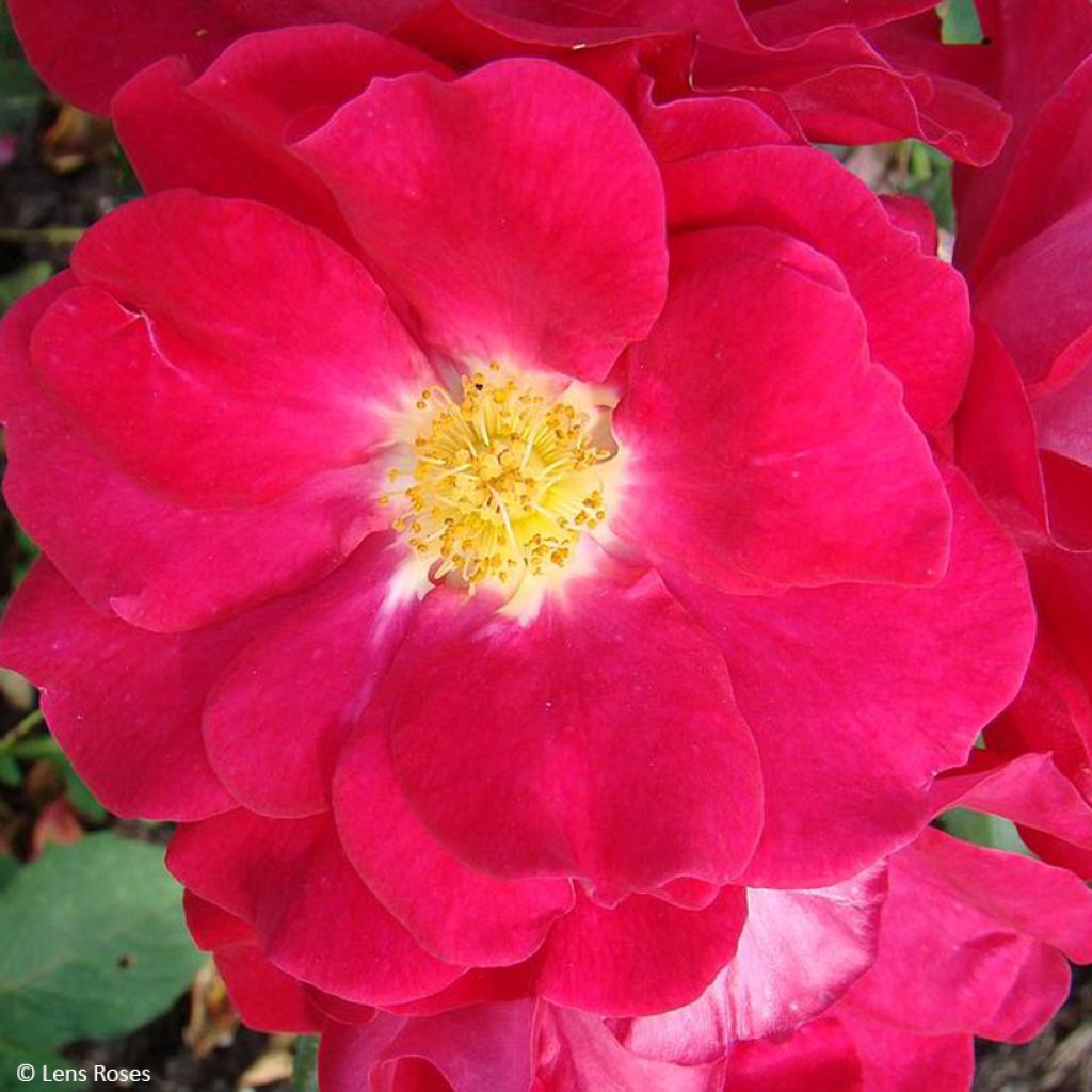 Rosa Garance - Trosroos