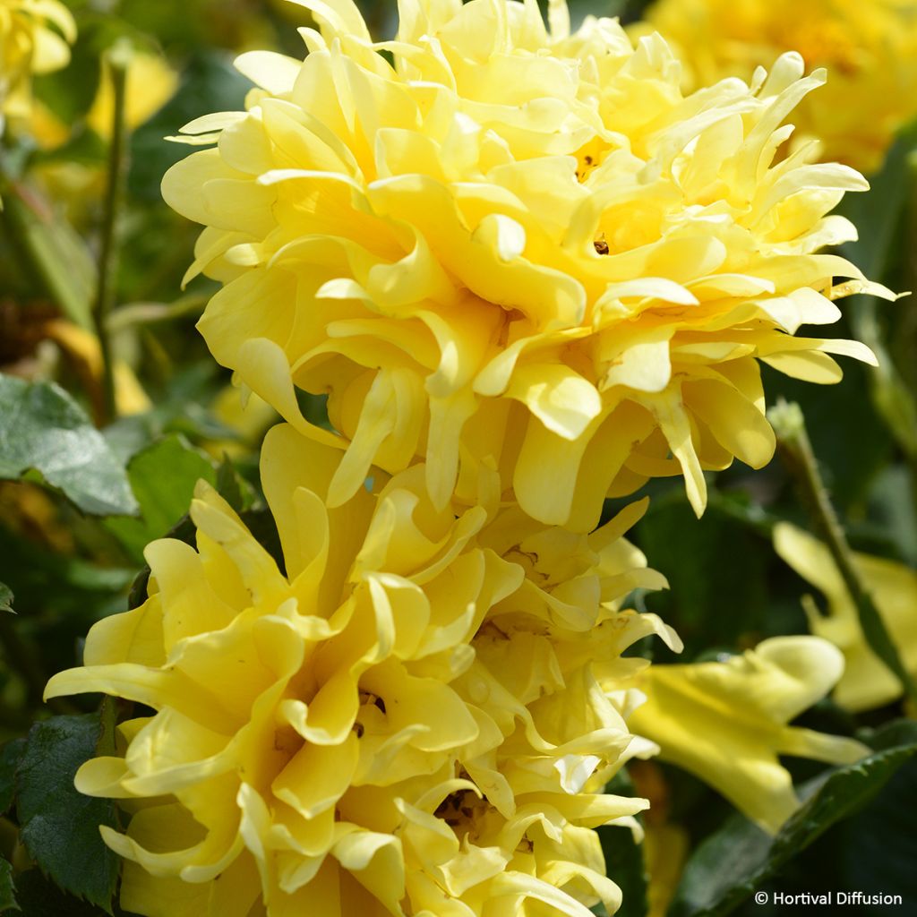 Rosa Golden Lady Ruffles - Trosroos
