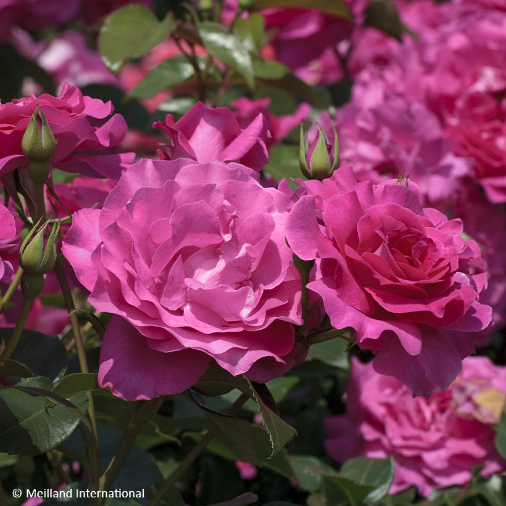 Rosa Manou Meilland - Grootbloemige roos