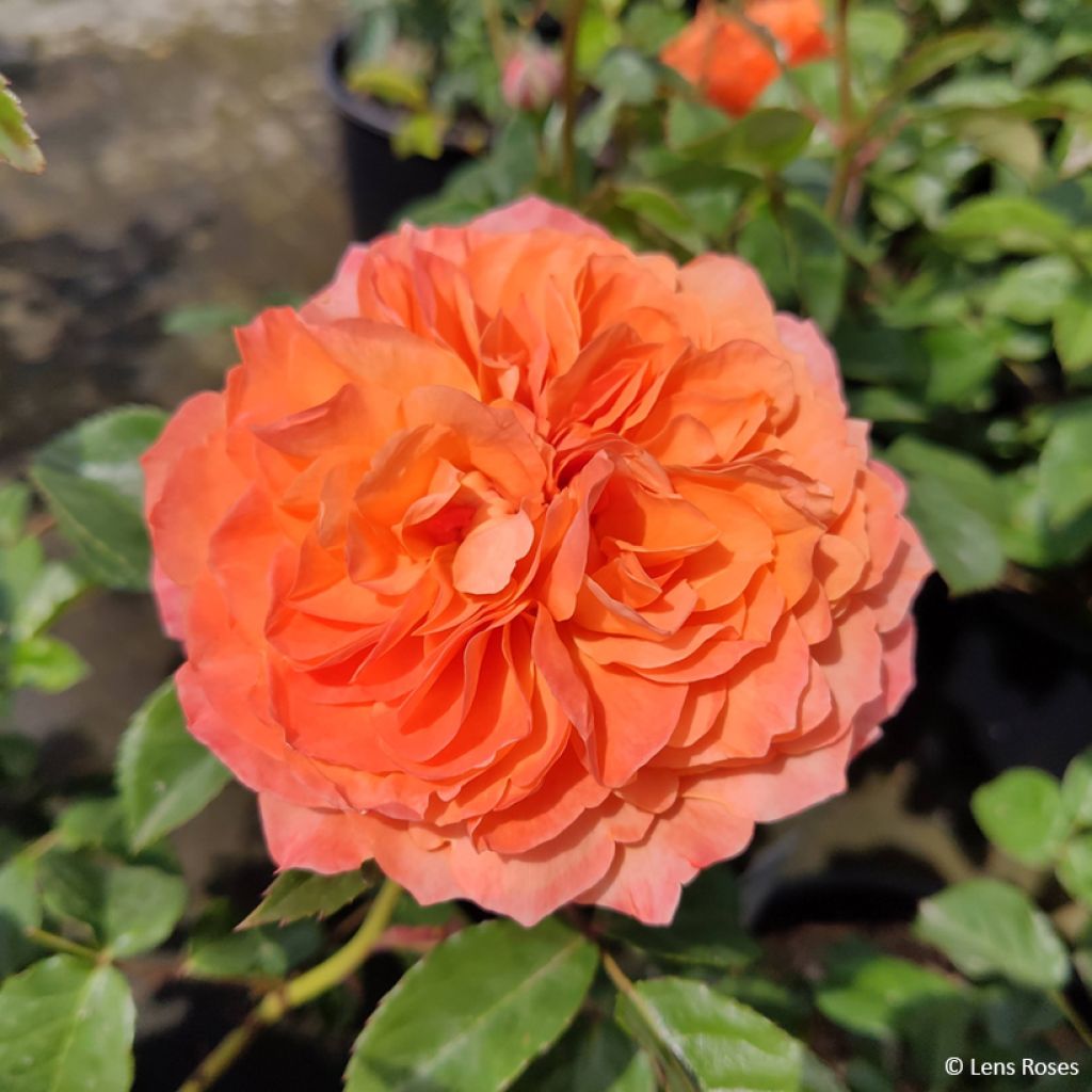 Rosa Marc's Jubilee - Trosroos