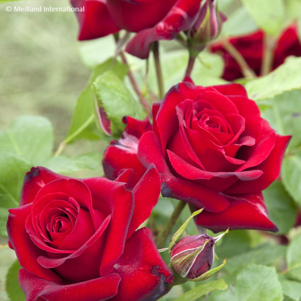 Rosa Niccolo Paganini - Trosroos