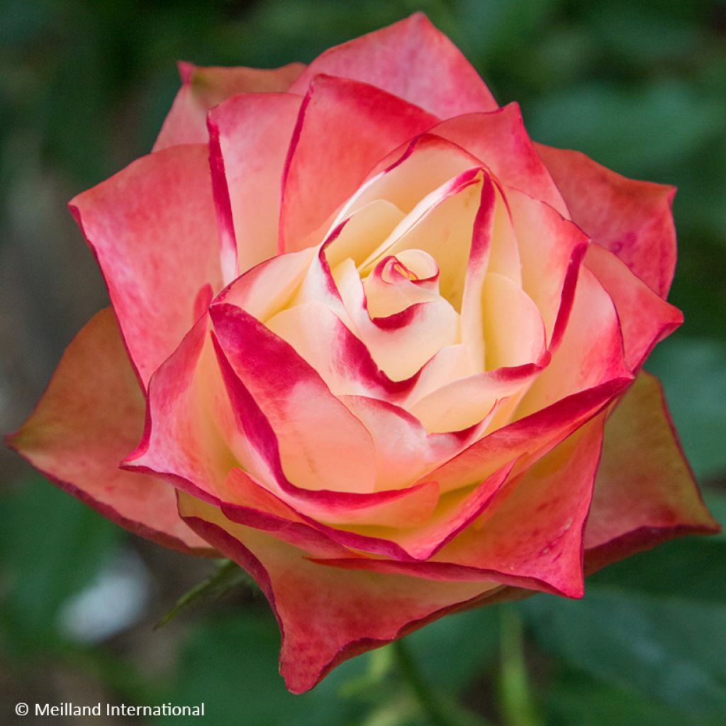 Rosa ORIGAMI - Trosroos