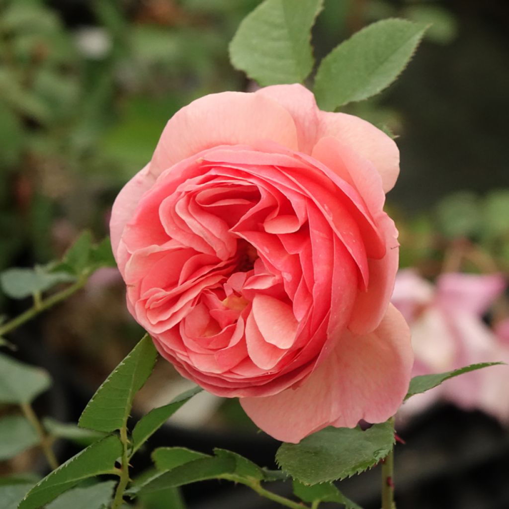 Rosa Park Abbey Rose - Trosroos