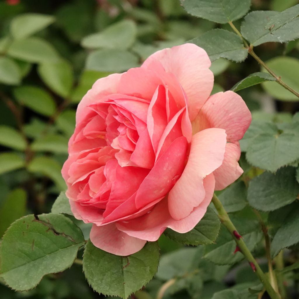 Rosa Park Abbey Rose - Trosroos