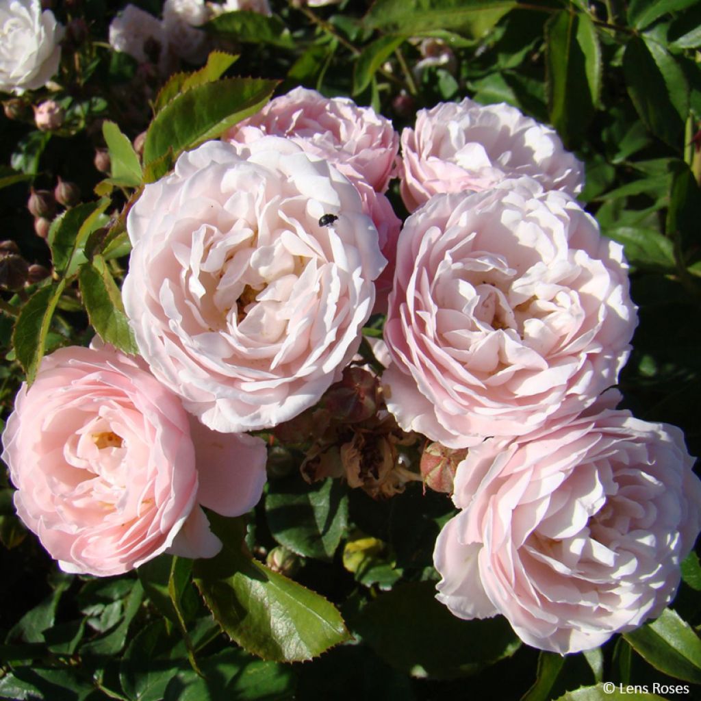 Rosa Rose de la Petite Chabotte - Trosroos