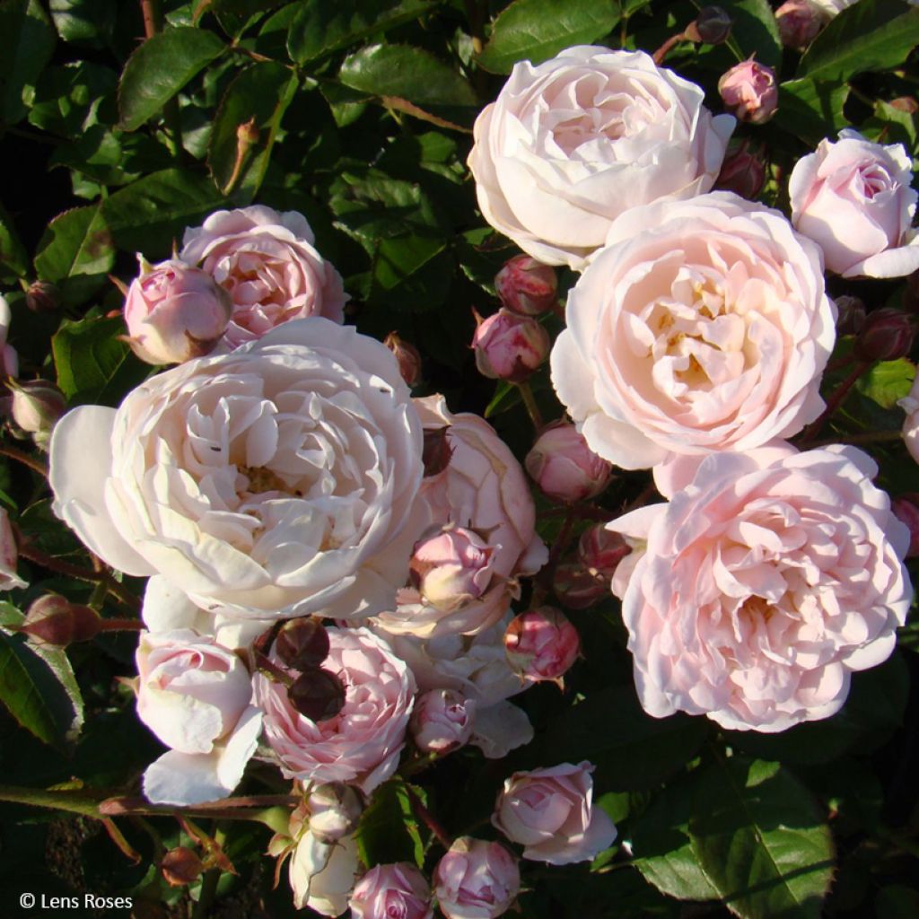 Rosa Rose de la Petite Chabotte - Trosroos