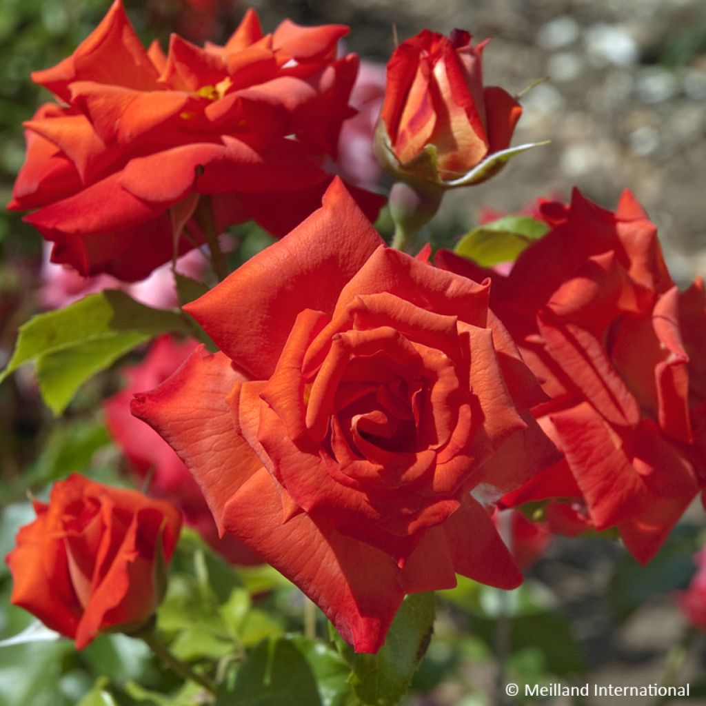 Rosa Rusticana - Trosroos