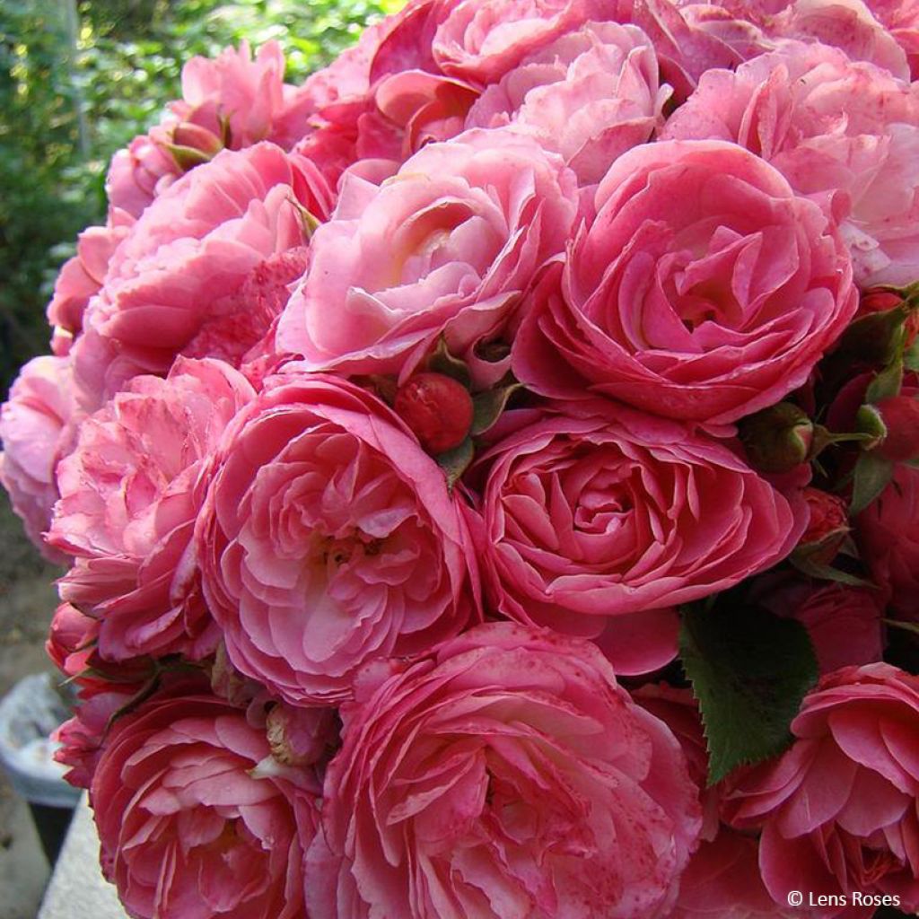 Rosa Walferdange - Muskusroos