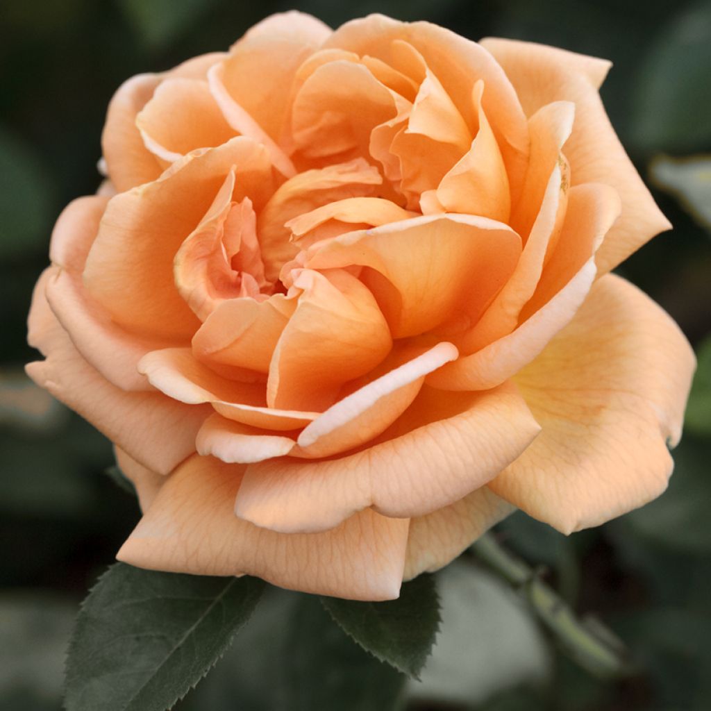 Rosa Abbaye de Cluny - Grootbloemige roos