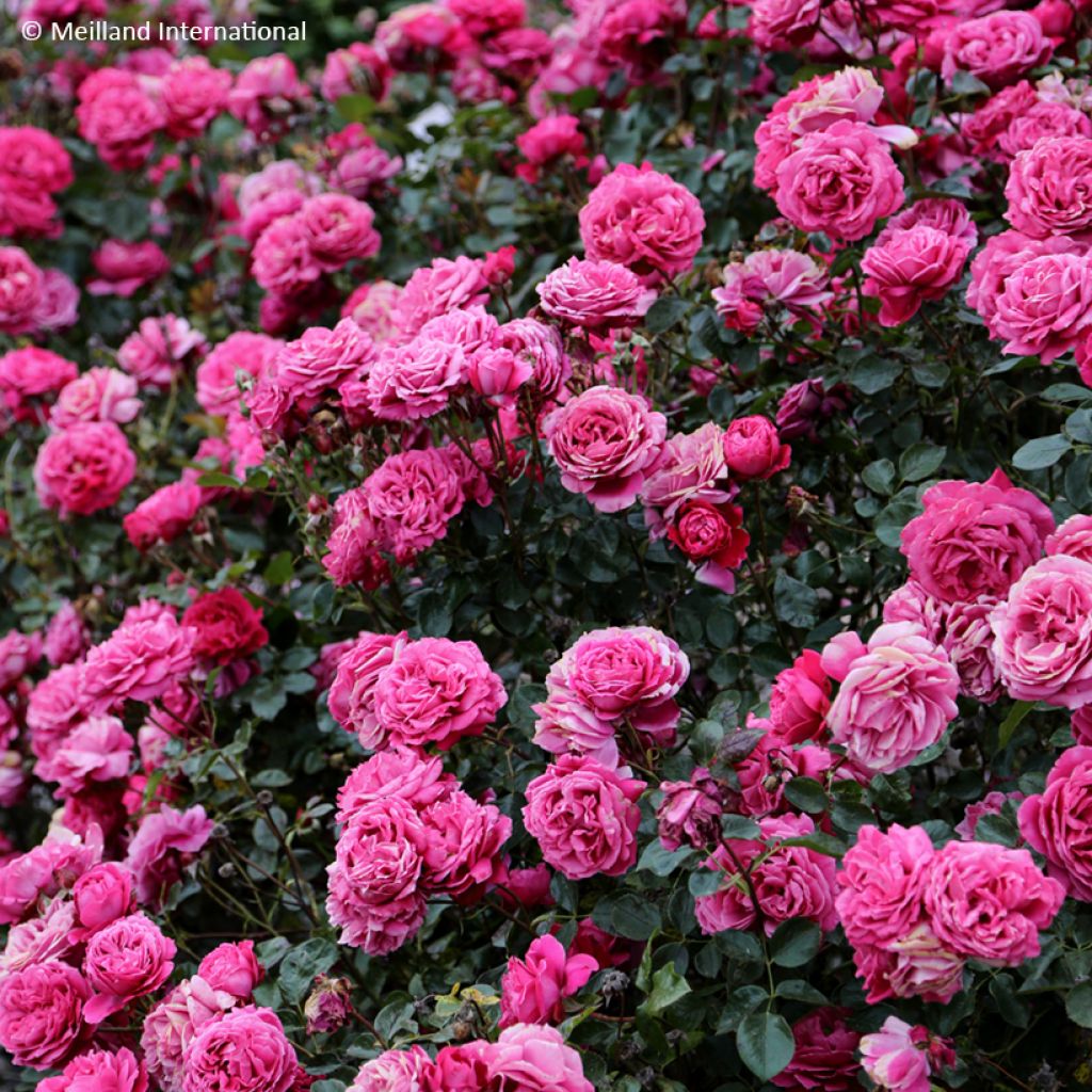 Rosa ALEXANDRE ASTIER - Grootbloemige roos