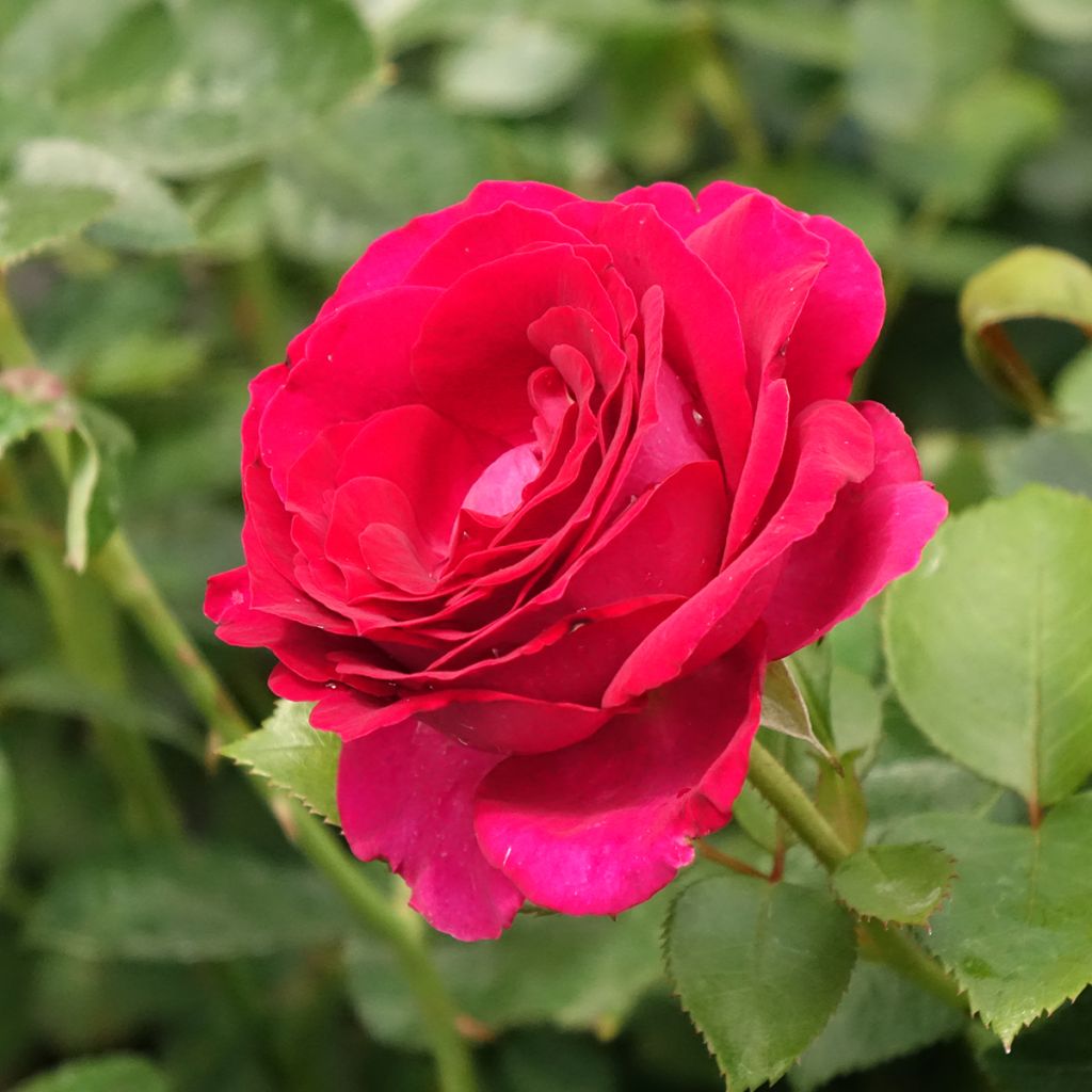 Rosa Belles Rives - Grootbloemige roos