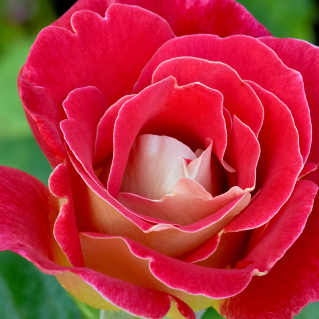 Rosa Bicolette - Grootbloemige roos